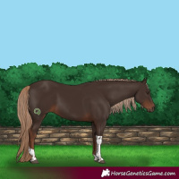 Horse Color:Liver Chestnut Tobiano 