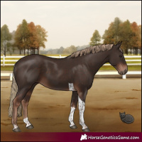 Horse Color:Liver Chestnut Tobiano 