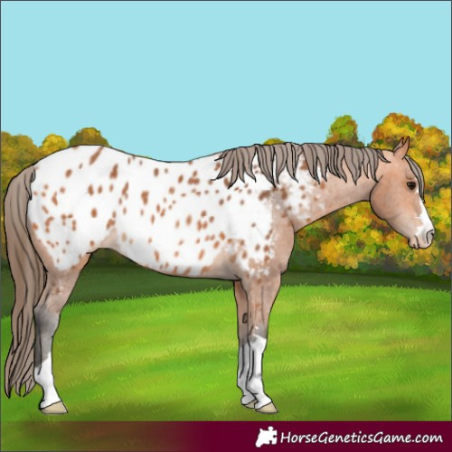 Horse Color:Bay Near Leopard Rabicano 