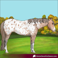 Horse Color:Bay Near Leopard Rabicano