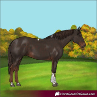 Horse Color:Liver Chestnut Tobiano
