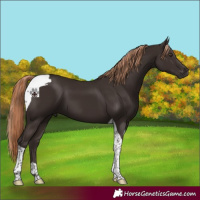Horse Color:Liver Chestnut Tobiano 