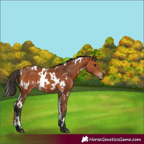 Horse Color:White Spotted Bay 