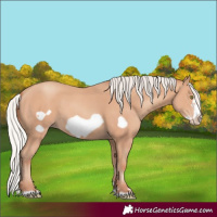 Horse Color:Silver Amber Champagne Frame 