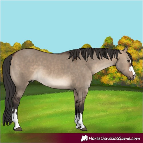 Horse Color:Unknown 