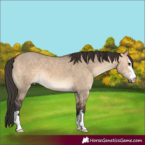 Horse Color:Unknown 
