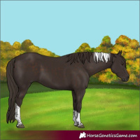 Horse Color:Liver Chestnut Tobiano