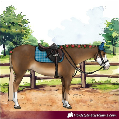 Horse Color:Chocolate Palomino Sabino Tobiano 