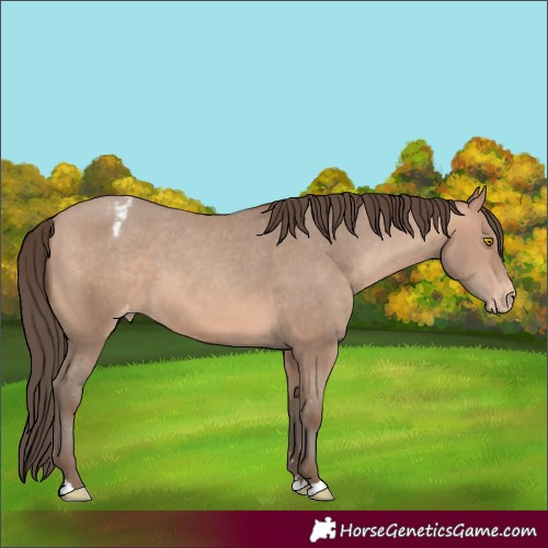 Horse Color:Amber Champagne Appaloosa 