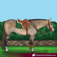 Horse Color:Buckskin Dun 