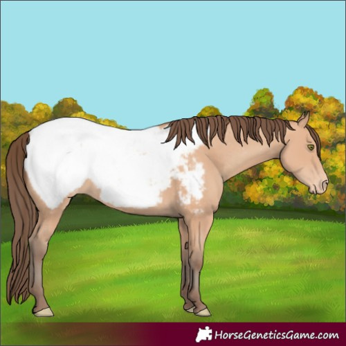 Horse Color:Amber Champagne Appaloosa 