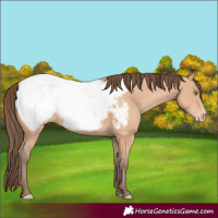Horse Color:Amber Champagne Appaloosa