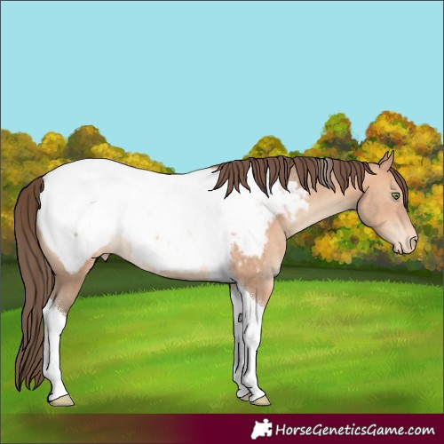 Horse Color:Amber Champagne Tobiano Appaloosa