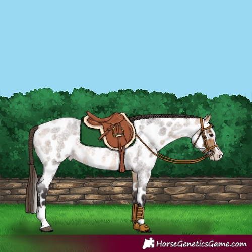 Horse Color:Buckskin Roan Splash Appaloosa 