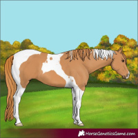 Horse Color:Chestnut Tobiano