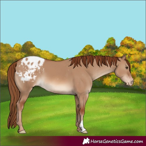 Horse Color:Red Dun Appaloosa 