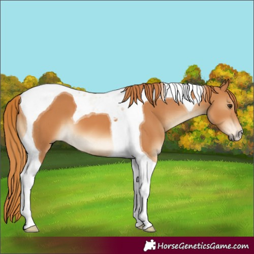 Horse Color:Chestnut Tobiano