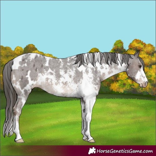 Horse Color:White Spotted Liver Chestnut Sabino Appaloosa 