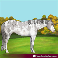Horse Color:White Spotted Liver Chestnut Sabino Appaloosa