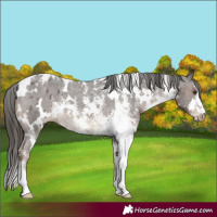 Horse Color:White Spotted Liver Chestnut Sabino Appaloosa