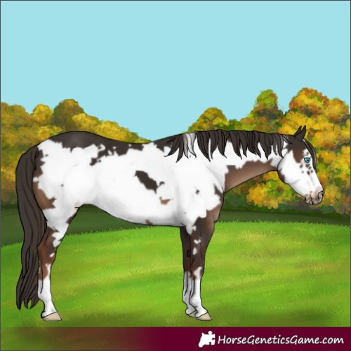 Horse Color:Liver Chestnut Frame 