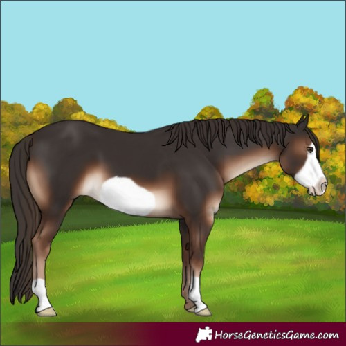 Horse Color:Liver Chestnut Frame 