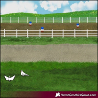 Horse Color:Amber Champagne Sabino Tobiano Appaloosa and Amber Champagne Sabino Splash Tobiano Appaloosa