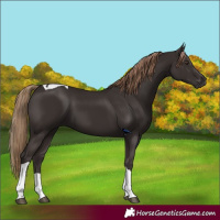 Horse Color:Liver Chestnut 