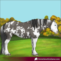 Horse Color:White Spotted Grullo Splash 