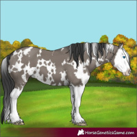Horse Color:White Spotted Grullo Splash 