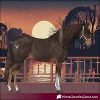 Horse Color:Liver Chestnut Tobiano 