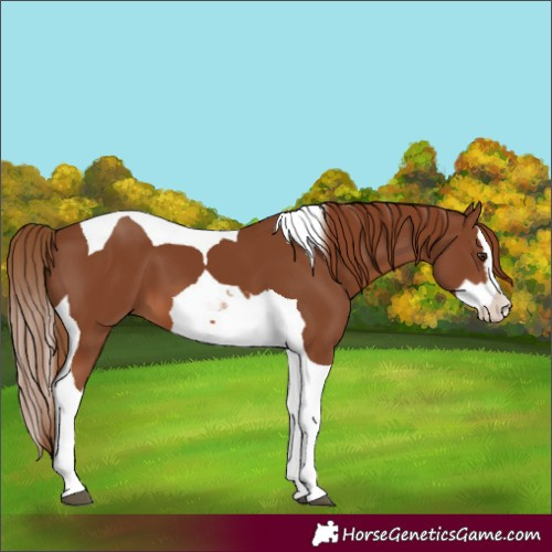 Horse Color:Chestnut Splash Tobiano 