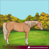 Horse Color:Chestnut  and Chestnut Rabicano 