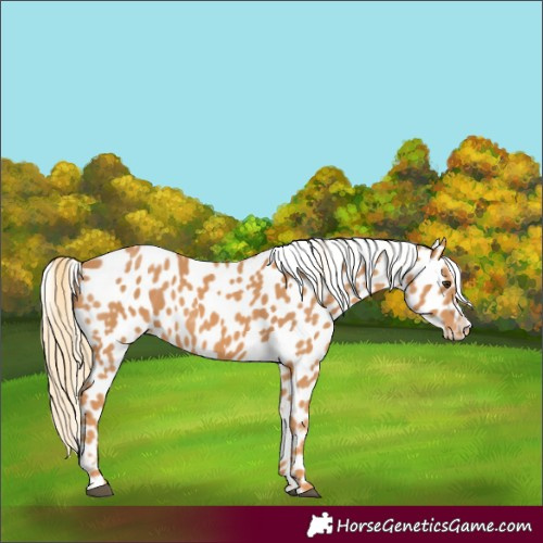 Horse Color:Chestnut Appaloosa 