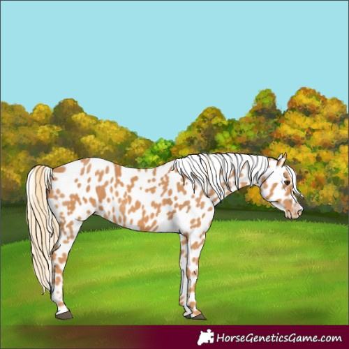 Horse Color:Chestnut Near Leopard