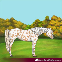 Horse Color:Chestnut Appaloosa