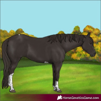 Horse Color:Liver Chestnut Tobiano