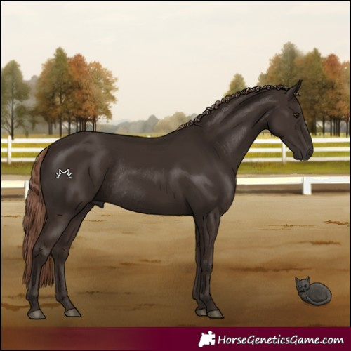 Horse Color:Liver Chestnut Rabicano 