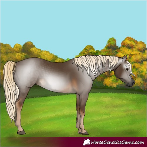 Horse Color:Gray Chocolate Palomino