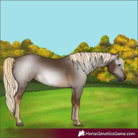 Horse Color:Gray Chocolate Palomino 