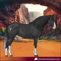 Horse Color:Black Splash 