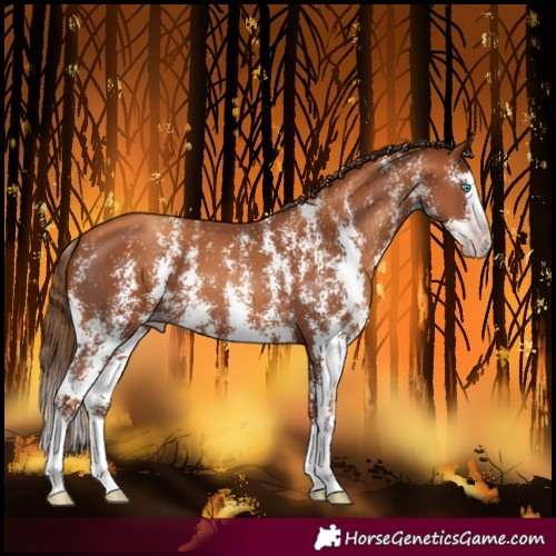 Horse Color:Gray Gold Champagne Sabino Splash 