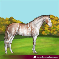 Horse Color:Gray Gold Champagne Sabino Splash 