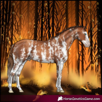 Horse Color:Gray Gold Champagne Sabino Splash 