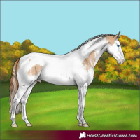Horse Color:Red Dun Sabino Splash Tobiano Appaloosa Rabicano