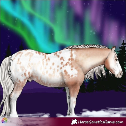 Horse Color:Silver Amber Champagne Onyx Sabino Appaloosa 