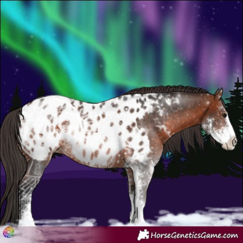 Horse Color:Bay Sabino Appaloosa Rabicano 