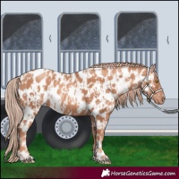 Horse Color:Gold Champagne Appaloosa  and Gold Champagne Appaloosa 
