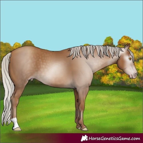 Horse Color:Gray Silver Classic Champagne 