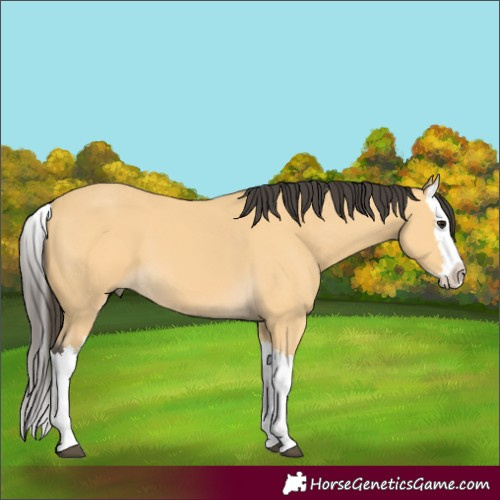 Horse Color:Buckskin Splash 